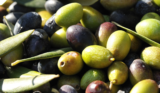 Ranking the best olive oils of 2023